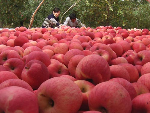 今年的红富士苹果价格
